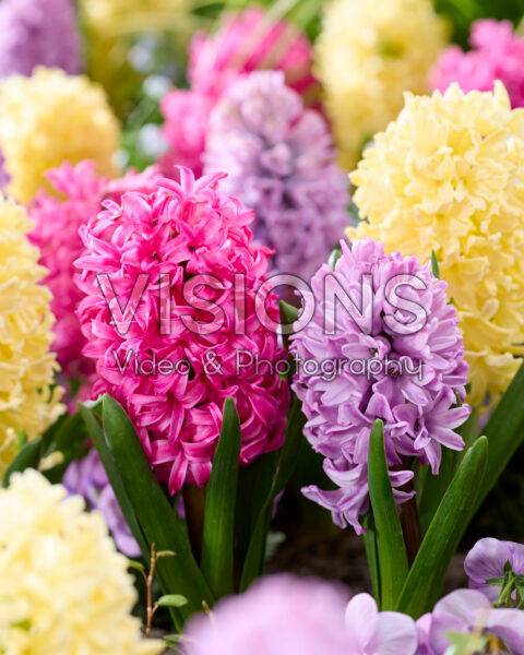 Hyacinthus mix