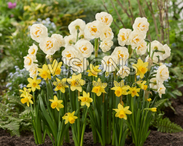 Narcissus Bridal Crown, Tete a Tete