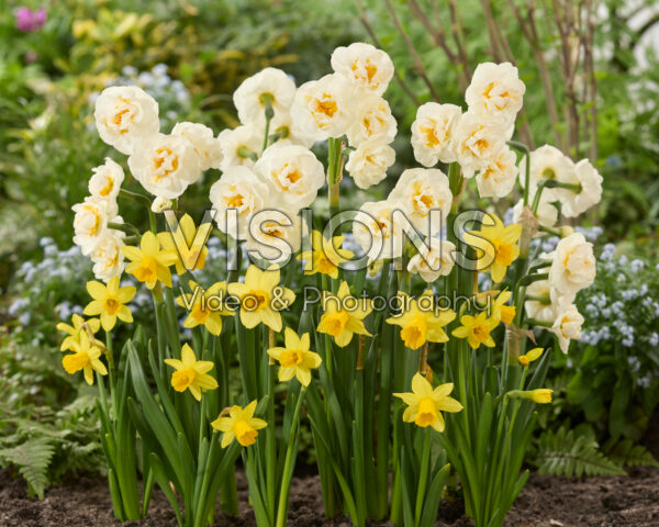 Narcissus Bridal Crown, Tete a Tete Narcissus Bridal Crown, Tete a Tete