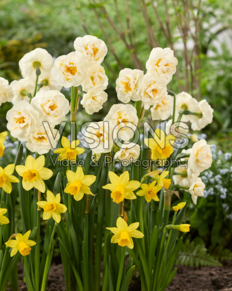 Narcissus Bridal Crown, Tete a Tete Narcissus Bridal Crown, Tete a Tete