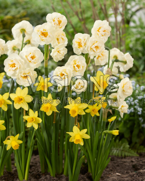 Narcissus Bridal Crown, Tete a Tete Narcissus Bridal Crown, Tete a Tete