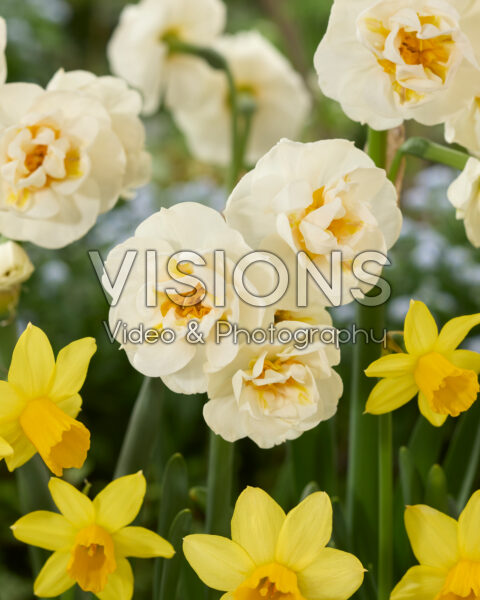 Narcissus Bridal Crown