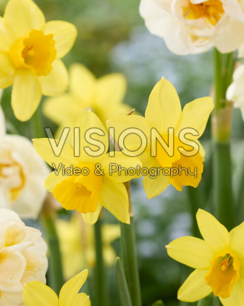 Narcissus Tete a Tete