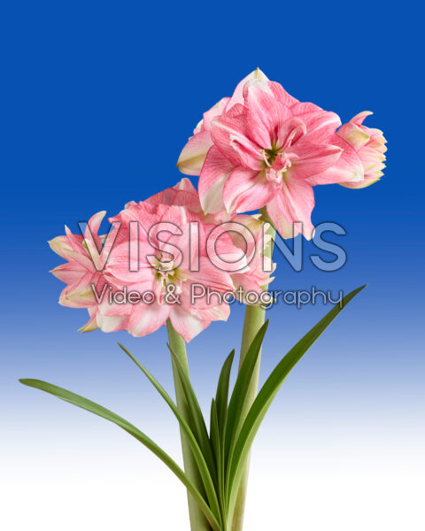 Hippeastrum Tika Disco