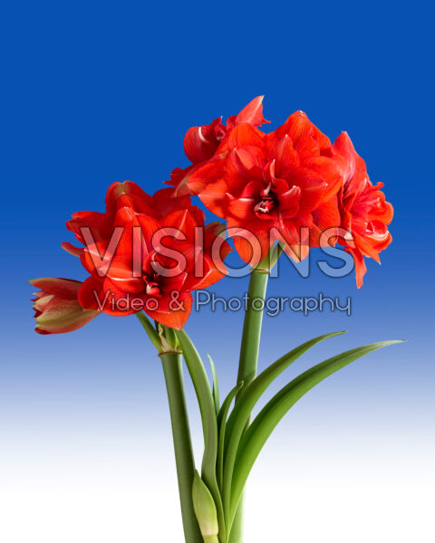 Hippeastrum Tika Magic Hippeastrum Tika Magic