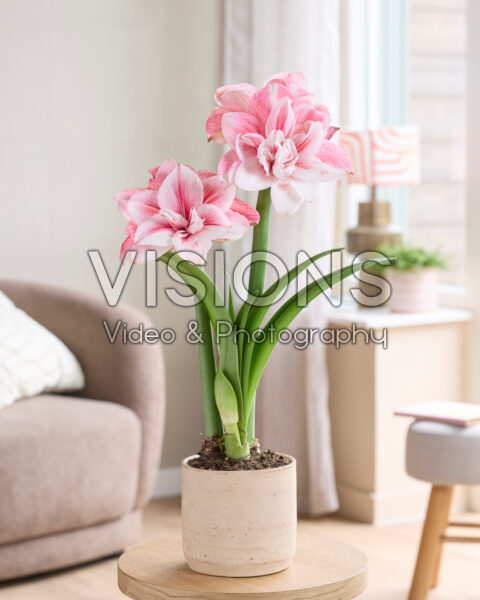 Hippeastrum Tika Fairy