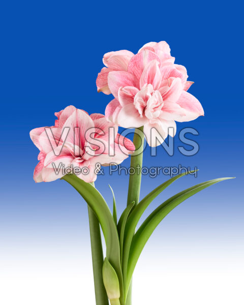 Hippeastrum Tika Fairy