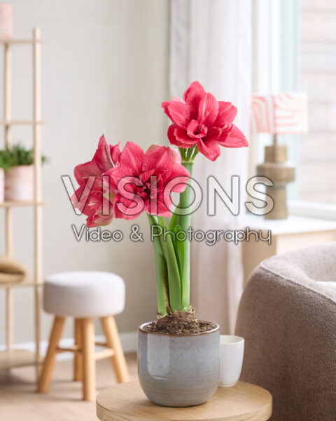 Hippeastrum Pink Symphony