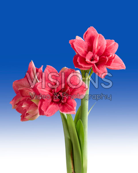 Hippeastrum Pink Symphony