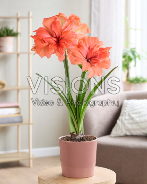Hippeastrum Coral Belle