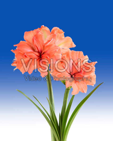 Hippeastrum Coral Belle