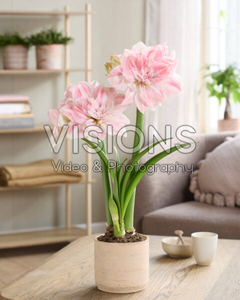 Hippeastrum Candy Belle Hippeastrum Candy Belle