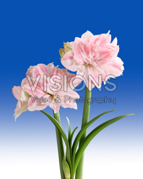 Hippeastrum Candy Belle