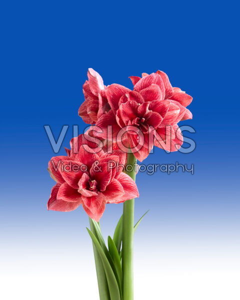 Hippeastrum Cherry Amadeus