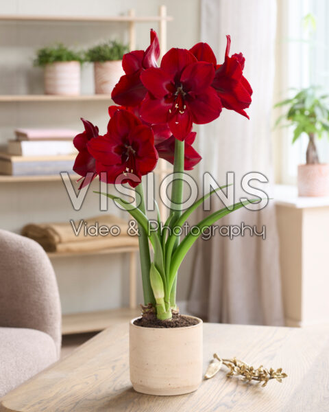 Hippeastrum Red Dream