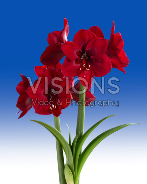 Hippeastrum Red Dream