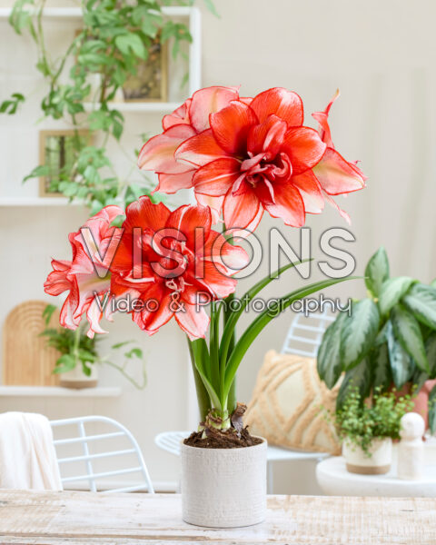 Hippeastrum Flamed Amadeus