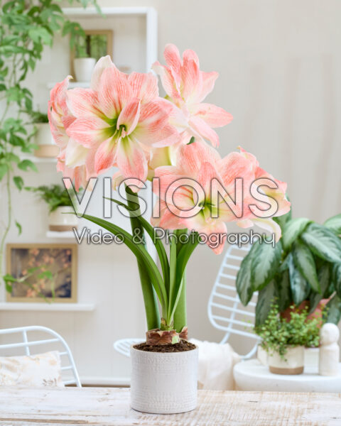 Hippeastrum Giant Amadeus