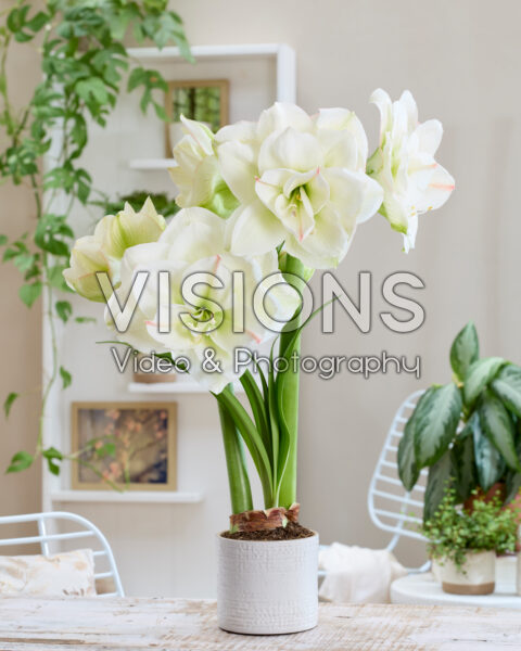 Hippeastrum White Amadeus