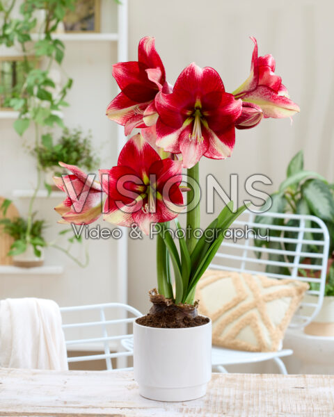 Hippeastrum American Dream