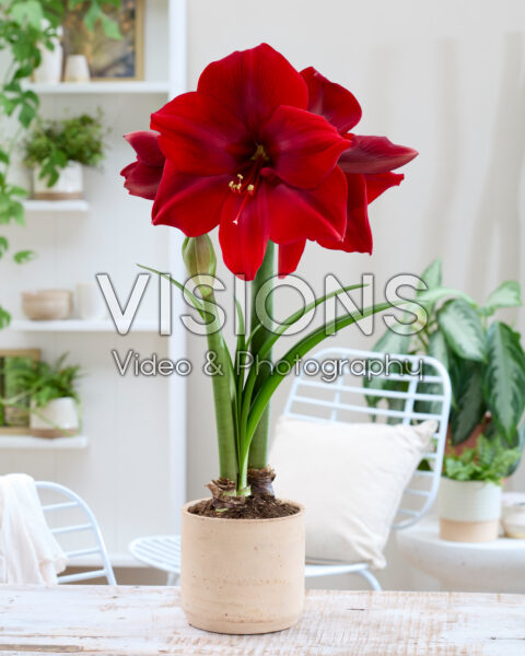 Hippeastrum Corazon Hippeastrum Corazon