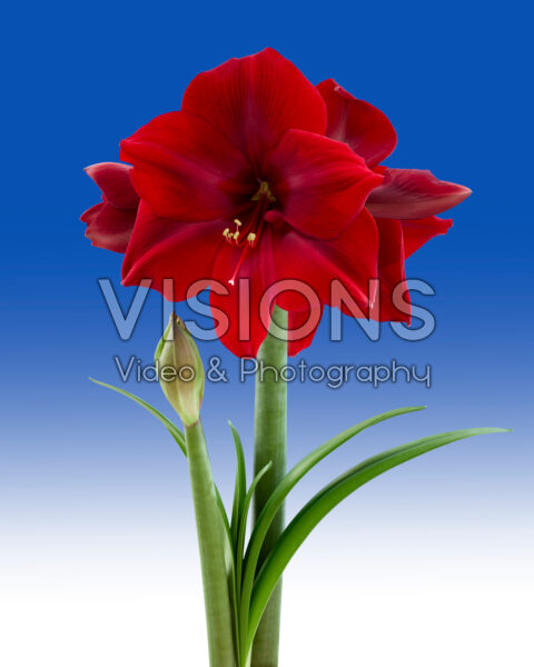 Hippeastrum Corazon