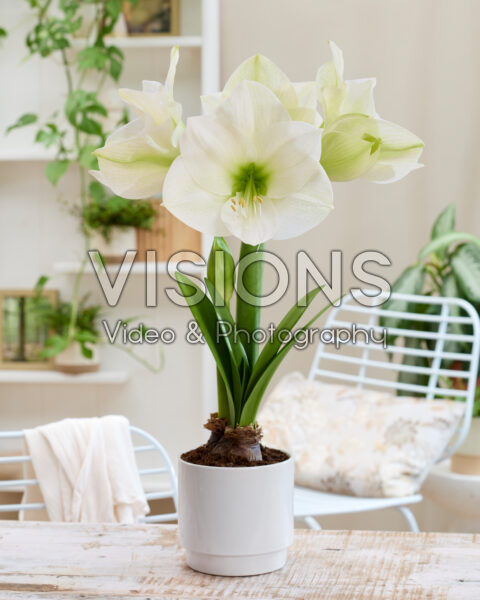 Hippeastrum Montana