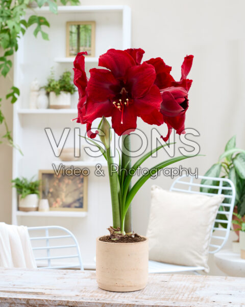 Hippeastrum Amarossi