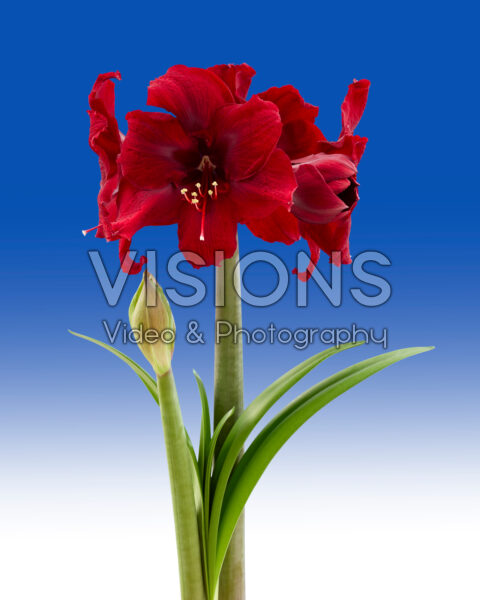 Hippeastrum Amarossi