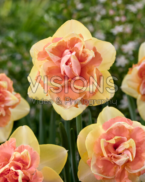 Narcissus Bellabombe