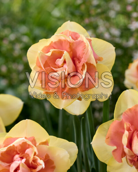 Narcissus Bellabombe Narcissus Bellabombe