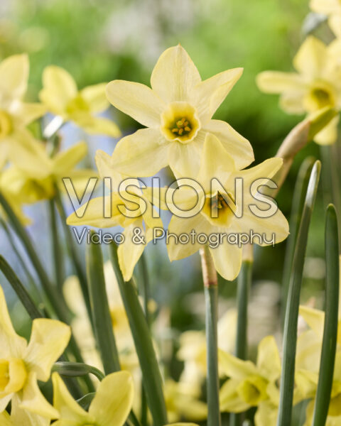 Narcissus Hunter Dawn