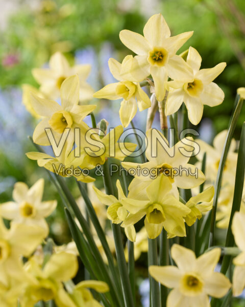Narcissus Hunter Dawn