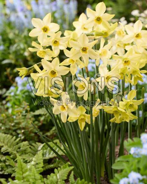 Narcissus Hunter Dawn