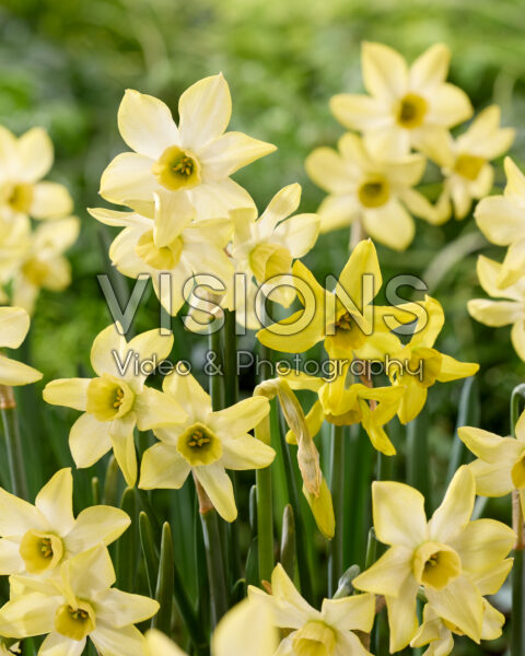 Narcissus Hunter Dawn