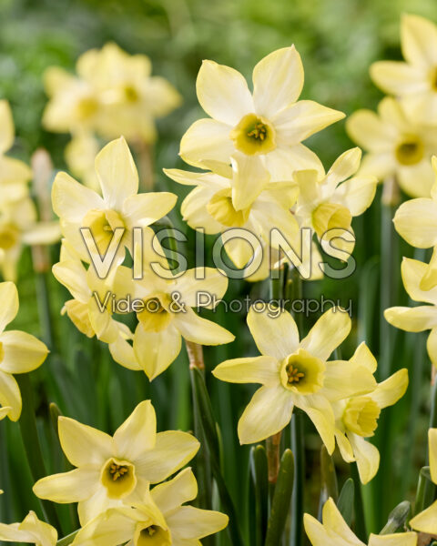 Narcissus Hunter Dawn