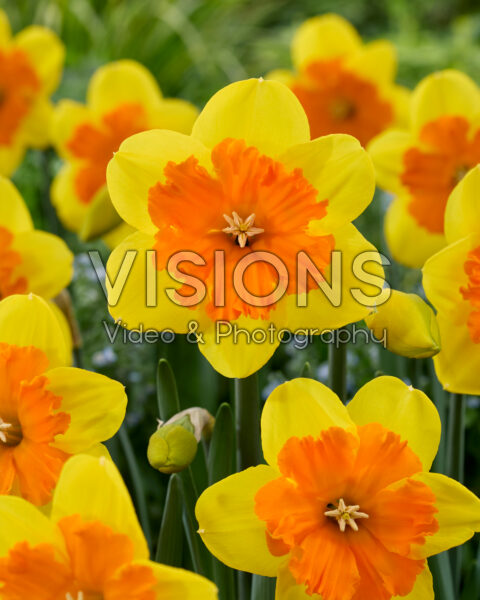 Narcissus Marion Pearce