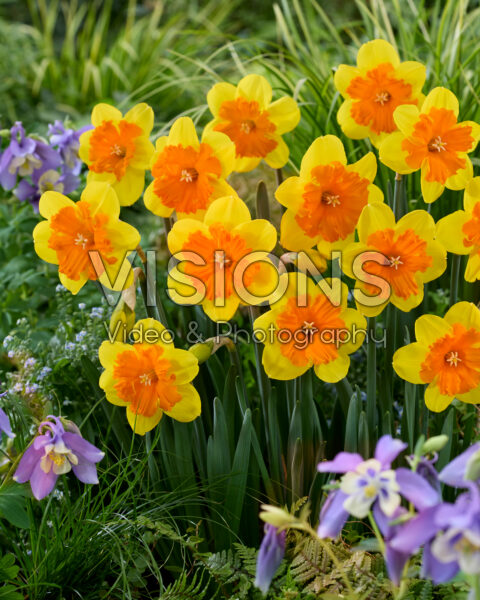 Narcissus Marion Pearce