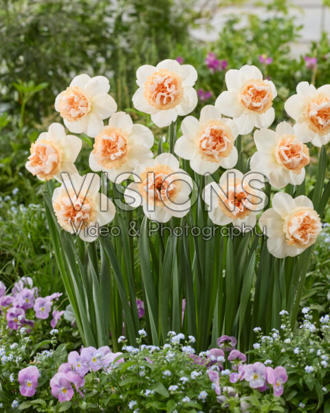 Narcissus Art in Pink