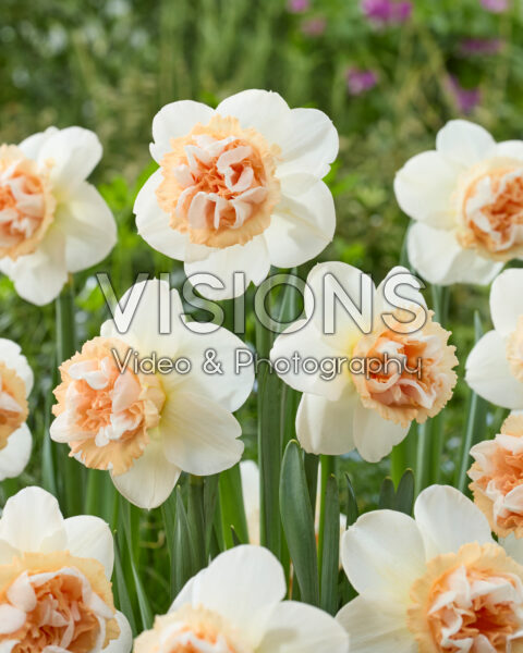 Narcissus Art in Pink