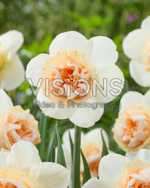 Narcissus Art in Pink
