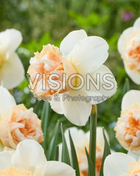 Narcissus Art in Pink