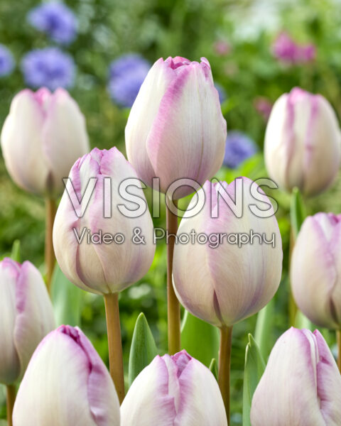 Tulipa Jacuzzi