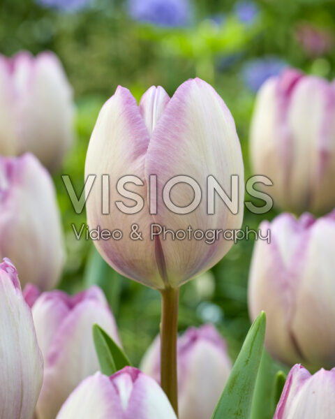 Tulipa Jacuzzi