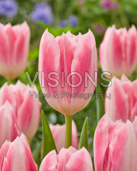 Tulipa Dutch Pearl