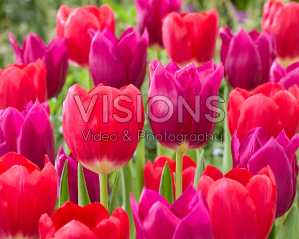 Tulipa Embrace, First Date