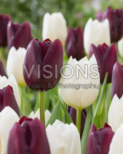 Tulipa Night Vision, White River