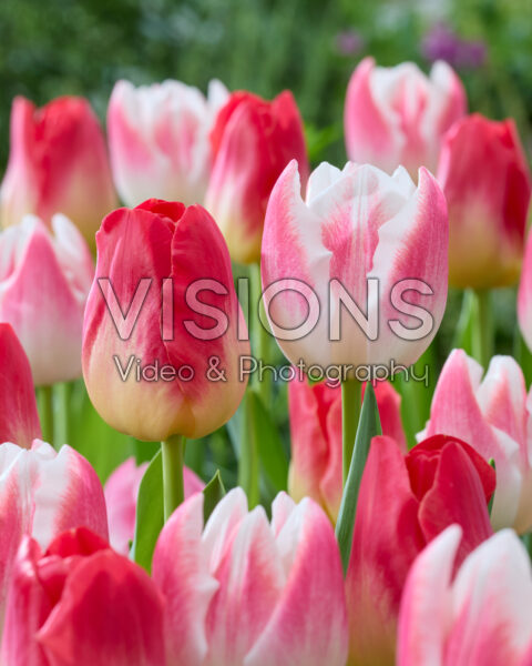 Tulipa Match, Inez