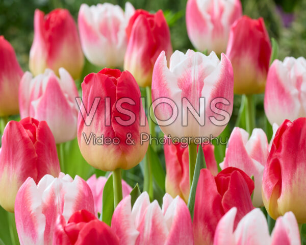 Tulipa Match, Inez