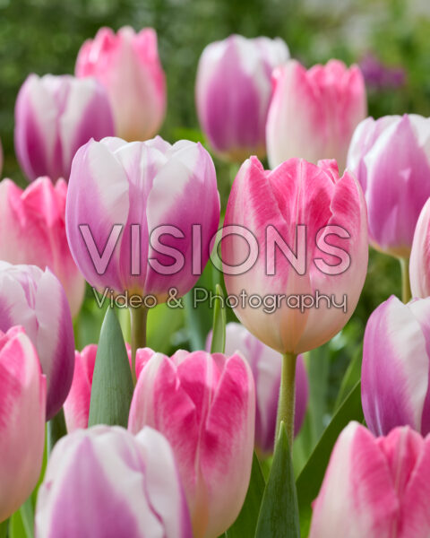 Tulipa Librije, Sinfonie